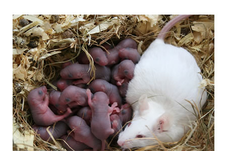 Una camada de ratones con su madre. La reproducción de los ratones sigue una r-estrategia de selección, con muchos descendientes, gestación corta, menos cuidado parental, y un tiempo corto hasta la madurez sexual.